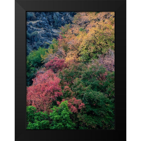 USA-Utah-east of Logan on highway 89 fall color on Canyon Maple Black Modern Wood Framed Art Print by Gulin, Sylvia