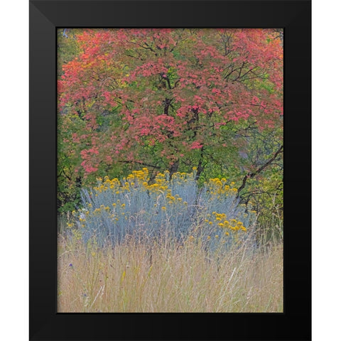 USA-Utah-east of Logan on highway 89 fall color Canyon Maple and Rabbit bush Black Modern Wood Framed Art Print by Gulin, Sylvia