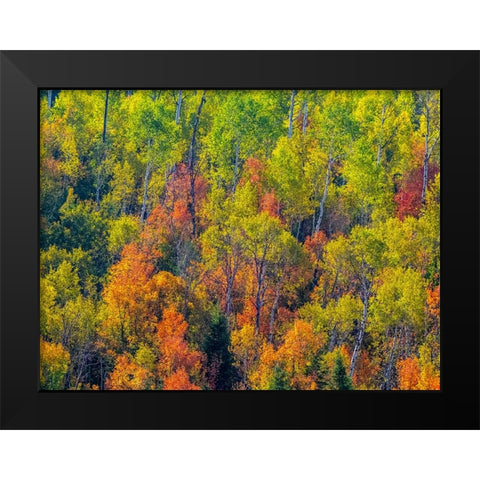 USA-Utah-east of Logan on highway 89 fall color Canyon Maple and Aspens Black Modern Wood Framed Art Print by Gulin, Sylvia