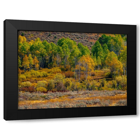 USA-Utah-east of Logan on highway 89 fall color Aspens near Logan Pass Black Modern Wood Framed Art Print with Double Matting by Gulin, Sylvia