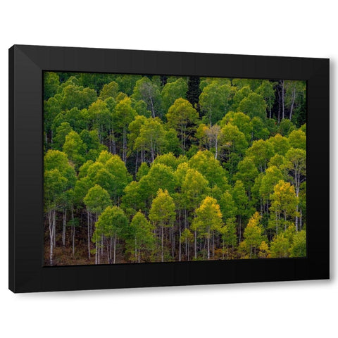 USA-Utah-east of Logan on highway 89 and Aspen Grove still green Black Modern Wood Framed Art Print by Gulin, Sylvia