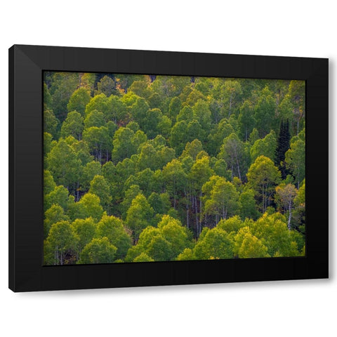 USA-Utah-east of Logan on highway 89 and Aspen Grove still green Black Modern Wood Framed Art Print with Double Matting by Gulin, Sylvia
