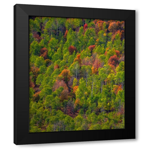 USA-Utah-east of Logan on highway 89 and Aspen Grove and Canyon Maple in autumn colors Black Modern Wood Framed Art Print by Gulin, Sylvia