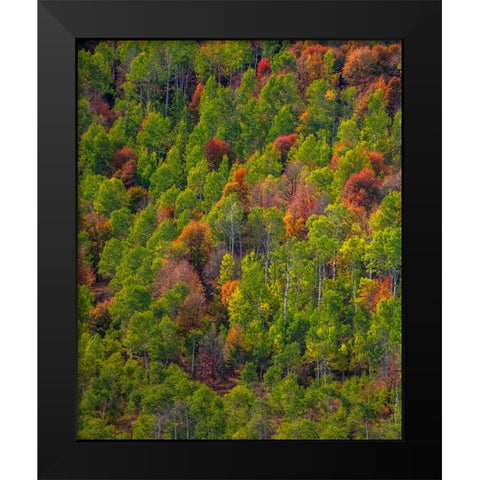 USA-Utah-east of Logan on highway 89 and Aspen Grove and Canyon Maple in autumn colors Black Modern Wood Framed Art Print by Gulin, Sylvia