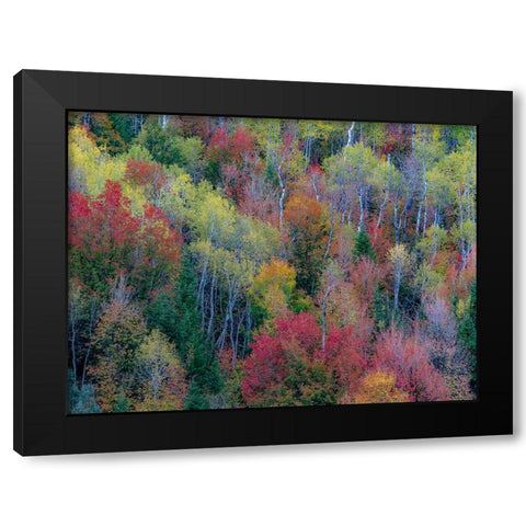 USA-Utah-east of Logan on highway 89 and Aspen Grove and Canyon Maple in autumn colors Black Modern Wood Framed Art Print with Double Matting by Gulin, Sylvia