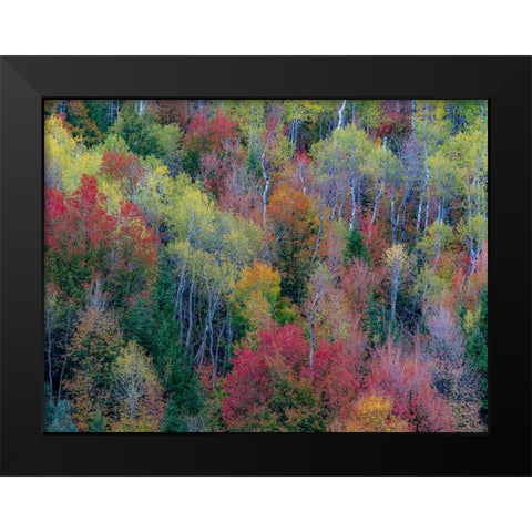 USA-Utah-east of Logan on highway 89 and Aspen Grove and Canyon Maple in autumn colors Black Modern Wood Framed Art Print by Gulin, Sylvia