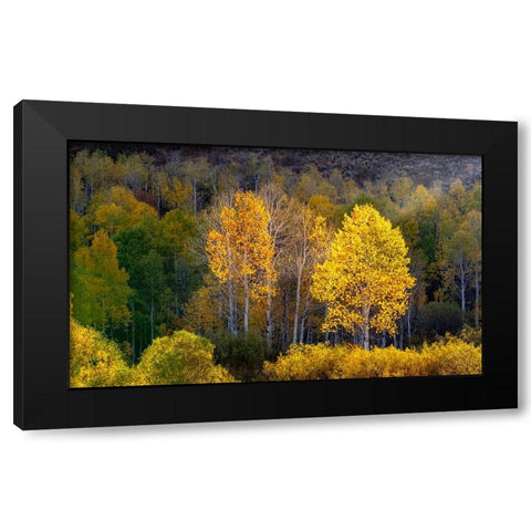 USA-Utah-east of Logan on highway 89 and Aspens in fall color with back lighting and sun beam Black Modern Wood Framed Art Print by Gulin, Sylvia