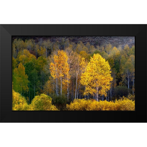 USA-Utah-east of Logan on highway 89 and Aspens in fall color with back lighting and sun beam Black Modern Wood Framed Art Print by Gulin, Sylvia
