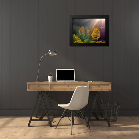 USA-Utah-east of Logan on highway 89 and Aspens in fall color with back lighting and sun beam Black Modern Wood Framed Art Print by Gulin, Sylvia