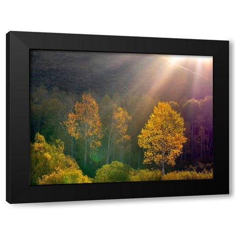 USA-Utah-east of Logan on highway 89 and Aspens in fall color with back lighting and sun beam Black Modern Wood Framed Art Print by Gulin, Sylvia