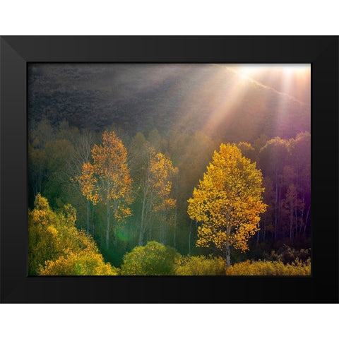 USA-Utah-east of Logan on highway 89 and Aspens in fall color with back lighting and sun beam Black Modern Wood Framed Art Print by Gulin, Sylvia
