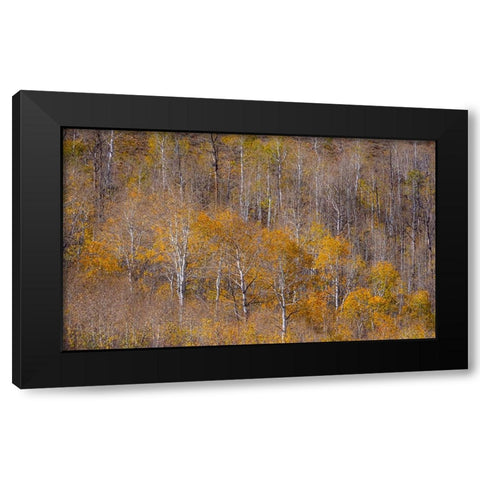 USA-Utah-Woodruff aspen trees along highway 39 Black Modern Wood Framed Art Print with Double Matting by Gulin, Sylvia