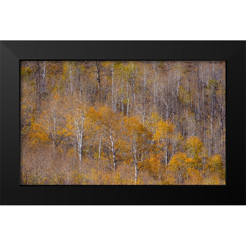 USA-Utah-Woodruff aspen trees along highway 39 Black Modern Wood Framed Art Print by Gulin, Sylvia