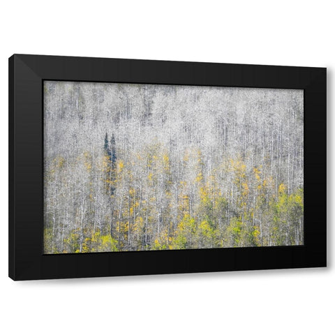 USA-Utah-Woodruff aspen trees along highway 39 Black Modern Wood Framed Art Print with Double Matting by Gulin, Sylvia