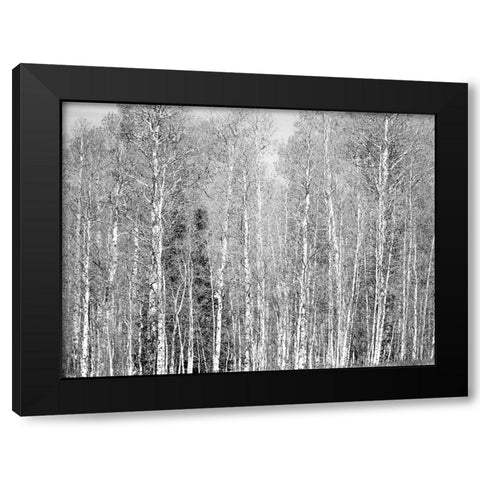 USA-Utah-Woodruff aspen trees along highway 39 Black Modern Wood Framed Art Print by Gulin, Sylvia