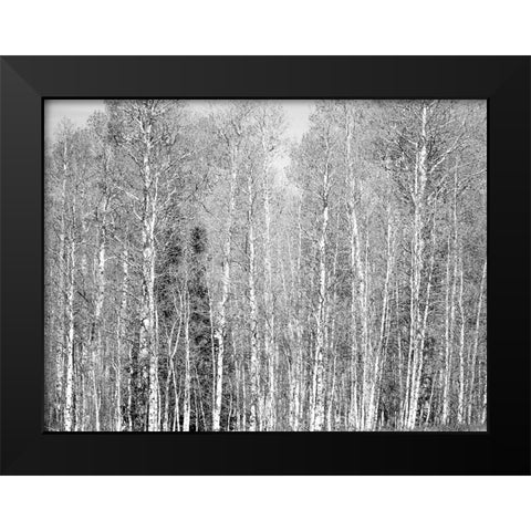 USA-Utah-Woodruff aspen trees along highway 39 Black Modern Wood Framed Art Print by Gulin, Sylvia