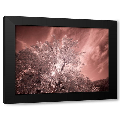 USA-Utah-Infrared of the Logan Pass area Black Modern Wood Framed Art Print by Eggers, Terry