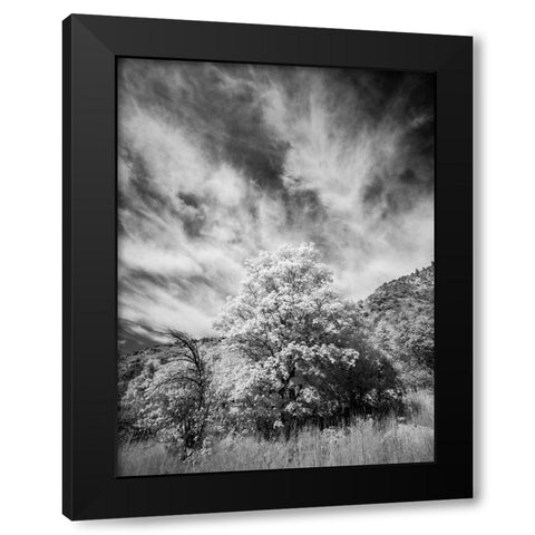 USA-Utah-Infrared of the Logan Pass area and lone tree Black Modern Wood Framed Art Print by Eggers, Terry