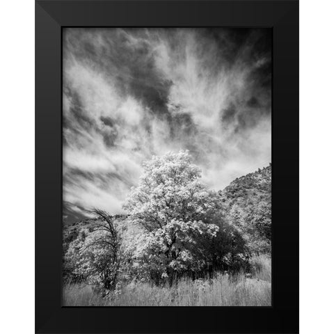 USA-Utah-Infrared of the Logan Pass area and lone tree Black Modern Wood Framed Art Print by Eggers, Terry