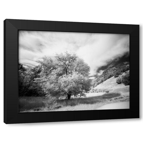 USA-Utah-Infrared of the Logan Pass area and lone tree Black Modern Wood Framed Art Print with Double Matting by Eggers, Terry