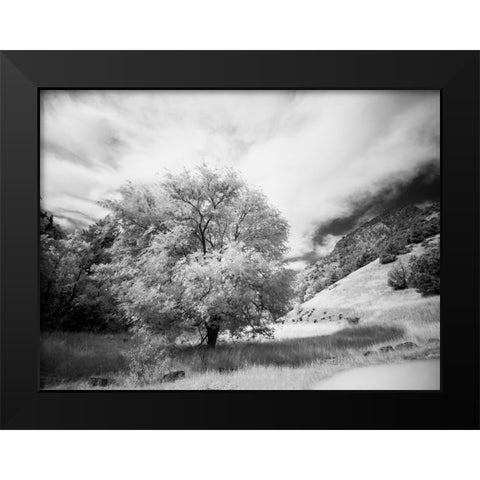 USA-Utah-Infrared of the Logan Pass area and lone tree Black Modern Wood Framed Art Print by Eggers, Terry