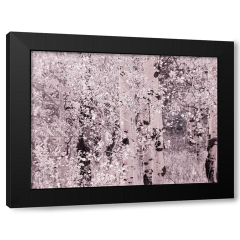 USA-Utah-Aspen Grove in infrared of the Logan Pass area Black Modern Wood Framed Art Print with Double Matting by Eggers, Terry