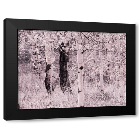 USA-Utah-Aspen Grove in infrared of the Logan Pass area Black Modern Wood Framed Art Print with Double Matting by Eggers, Terry