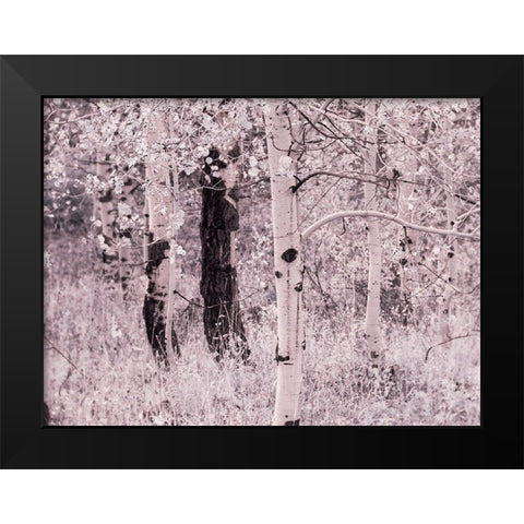 USA-Utah-Aspen Grove in infrared of the Logan Pass area Black Modern Wood Framed Art Print by Eggers, Terry