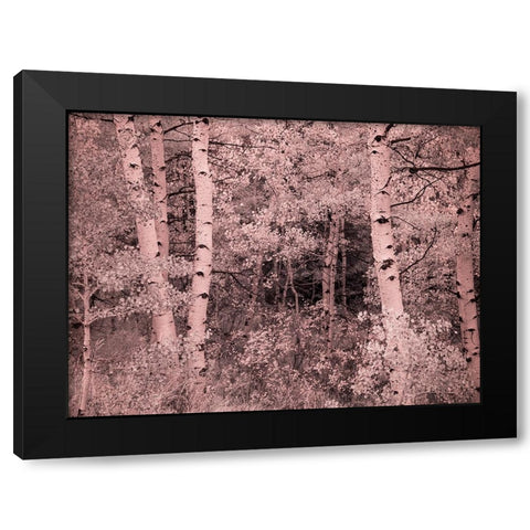 USA-Utah-Aspen Grove in infrared of the Logan Pass area Black Modern Wood Framed Art Print with Double Matting by Eggers, Terry