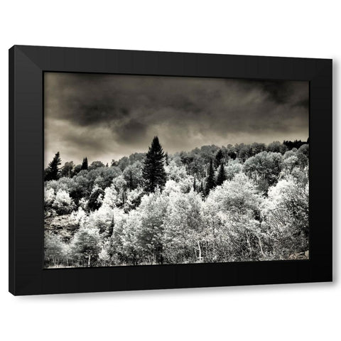 USA-Utah-Aspen Grove in infrared of the Logan Pass area Black Modern Wood Framed Art Print with Double Matting by Eggers, Terry
