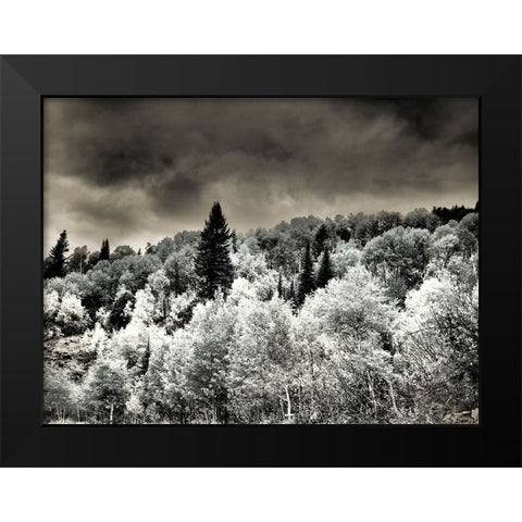 USA-Utah-Aspen Grove in infrared of the Logan Pass area Black Modern Wood Framed Art Print by Eggers, Terry