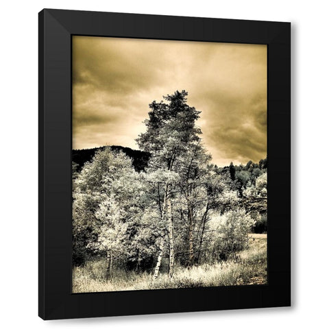 USA-Utah-Aspen Grove in infrared of the Logan Pass area Black Modern Wood Framed Art Print with Double Matting by Eggers, Terry