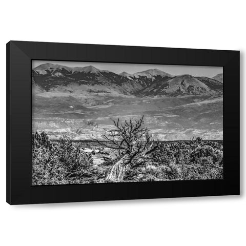 Black and white old wood branch- Abajo Mountains- Canyonlands National Park- Moab- Utah. Black Modern Wood Framed Art Print with Double Matting by Perry, William
