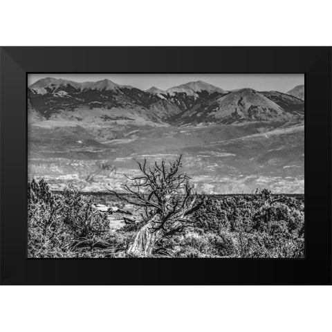 Black and white old wood branch- Abajo Mountains- Canyonlands National Park- Moab- Utah. Black Modern Wood Framed Art Print by Perry, William