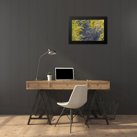 USA-Vermont-Morrisville-Jopson Lane-moss covering end of log Black Modern Wood Framed Art Print by Jones, Allison