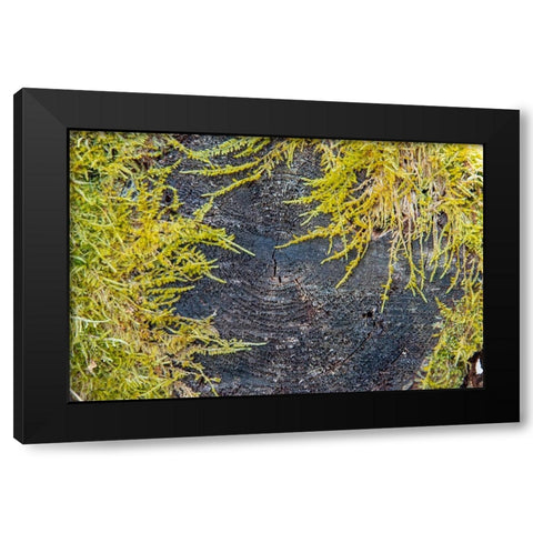 USA-Vermont-Morrisville-Jopson Lane-moss covering end of log Black Modern Wood Framed Art Print by Jones, Allison