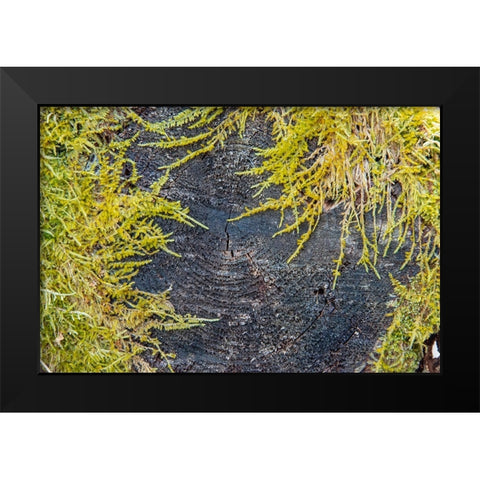 USA-Vermont-Morrisville-Jopson Lane-moss covering end of log Black Modern Wood Framed Art Print by Jones, Allison