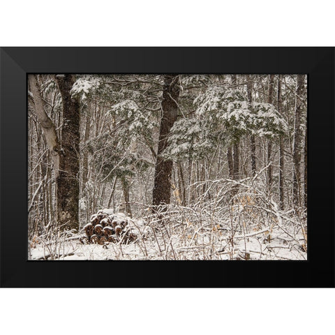 USA-Vermont-Morrisville-Jopson Lane-late spring snow fall in the forest Black Modern Wood Framed Art Print by Jones, Allison