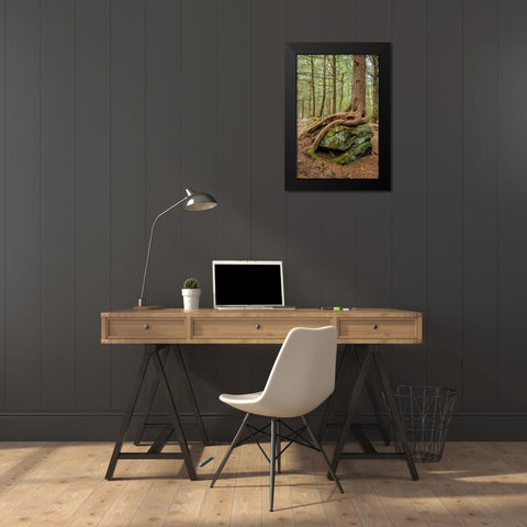 USA-Vermont-Morrisville Sterling Forest-tree with roots spread over lichen covered rocks Black Modern Wood Framed Art Print by Jones, Allison