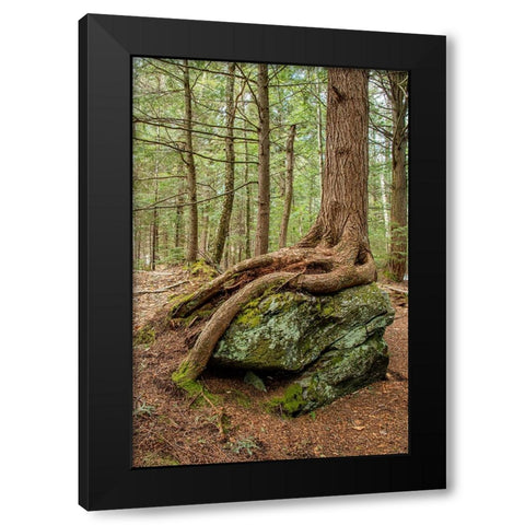 USA-Vermont-Morrisville Sterling Forest-tree with roots spread over lichen covered rocks Black Modern Wood Framed Art Print with Double Matting by Jones, Allison