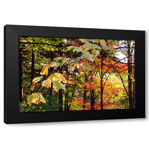 USA-Vermont-Morrisville-Jopson Lane Fall foliage Black Modern Wood Framed Art Print by Jones, Allison