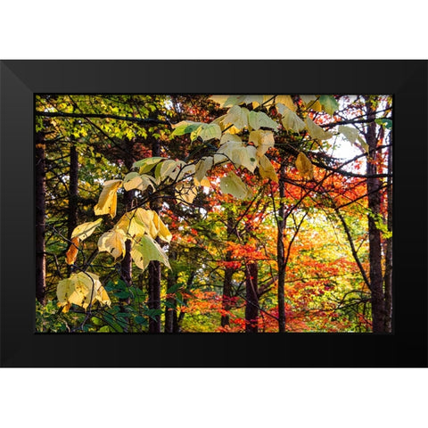 USA-Vermont-Morrisville-Jopson Lane Fall foliage Black Modern Wood Framed Art Print by Jones, Allison