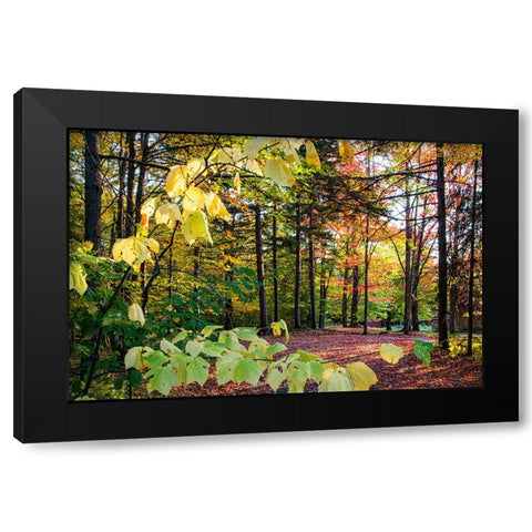 USA-Vermont-Morrisville-Jopson Lane Fall foliage Black Modern Wood Framed Art Print with Double Matting by Jones, Allison