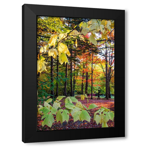 USA-Vermont-Morrisville-Jopson Lane Fall foliage Black Modern Wood Framed Art Print by Jones, Allison