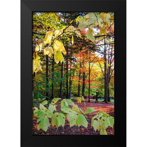 USA-Vermont-Morrisville-Jopson Lane Fall foliage Black Modern Wood Framed Art Print by Jones, Allison