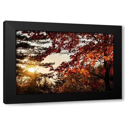 USA-Vermont-Morrisville-Jopson Lane Fall foliage Black Modern Wood Framed Art Print with Double Matting by Jones, Allison