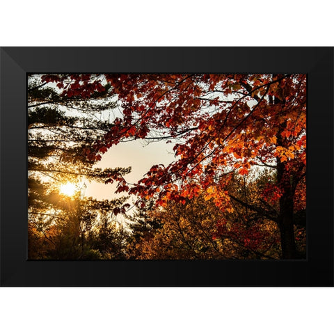 USA-Vermont-Morrisville-Jopson Lane Fall foliage Black Modern Wood Framed Art Print by Jones, Allison