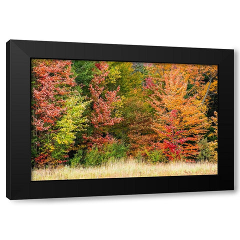 USA-Vermont-Morrisville Lyle McKee Road-fall foliage Black Modern Wood Framed Art Print with Double Matting by Jones, Allison