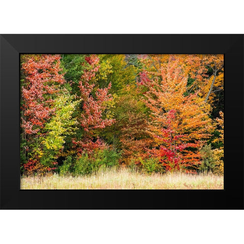 USA-Vermont-Morrisville Lyle McKee Road-fall foliage Black Modern Wood Framed Art Print by Jones, Allison