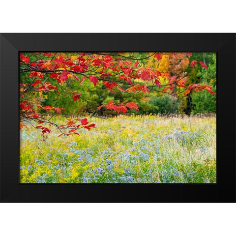 USA-Vermont-Morrisville Lyle McKee Road-fall foliage Black Modern Wood Framed Art Print by Jones, Allison
